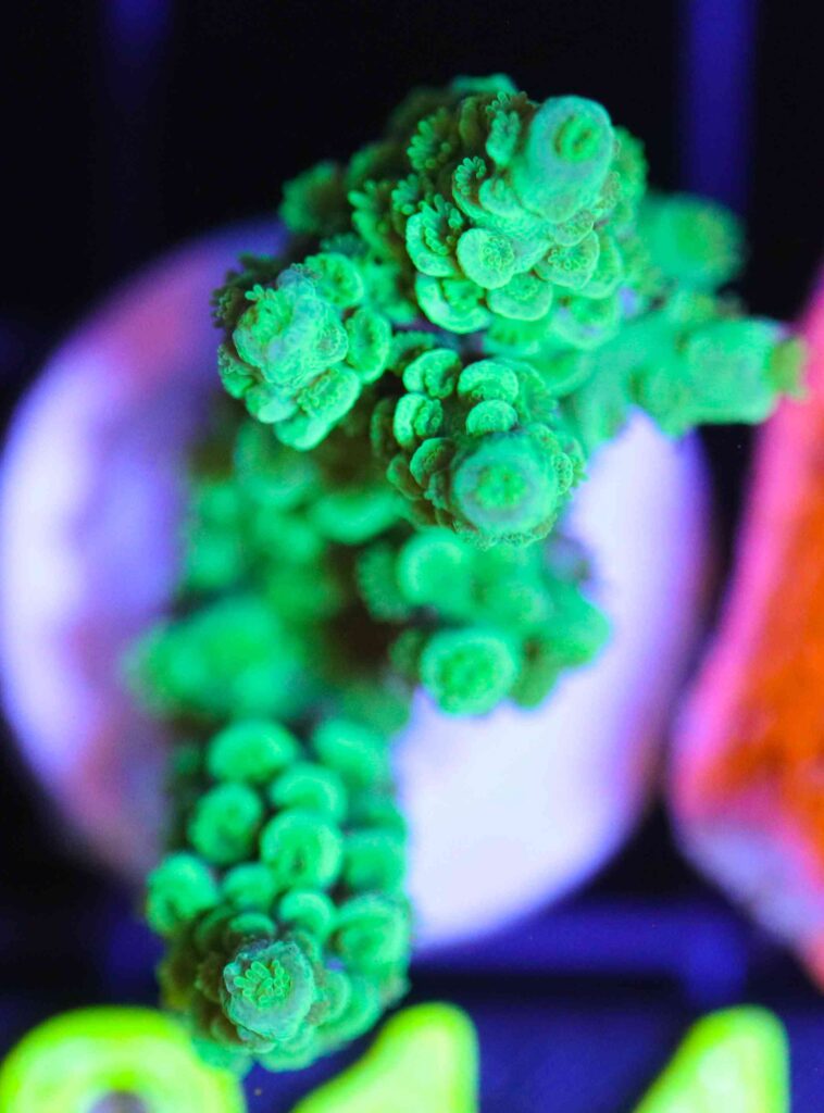 Frag Box Corals