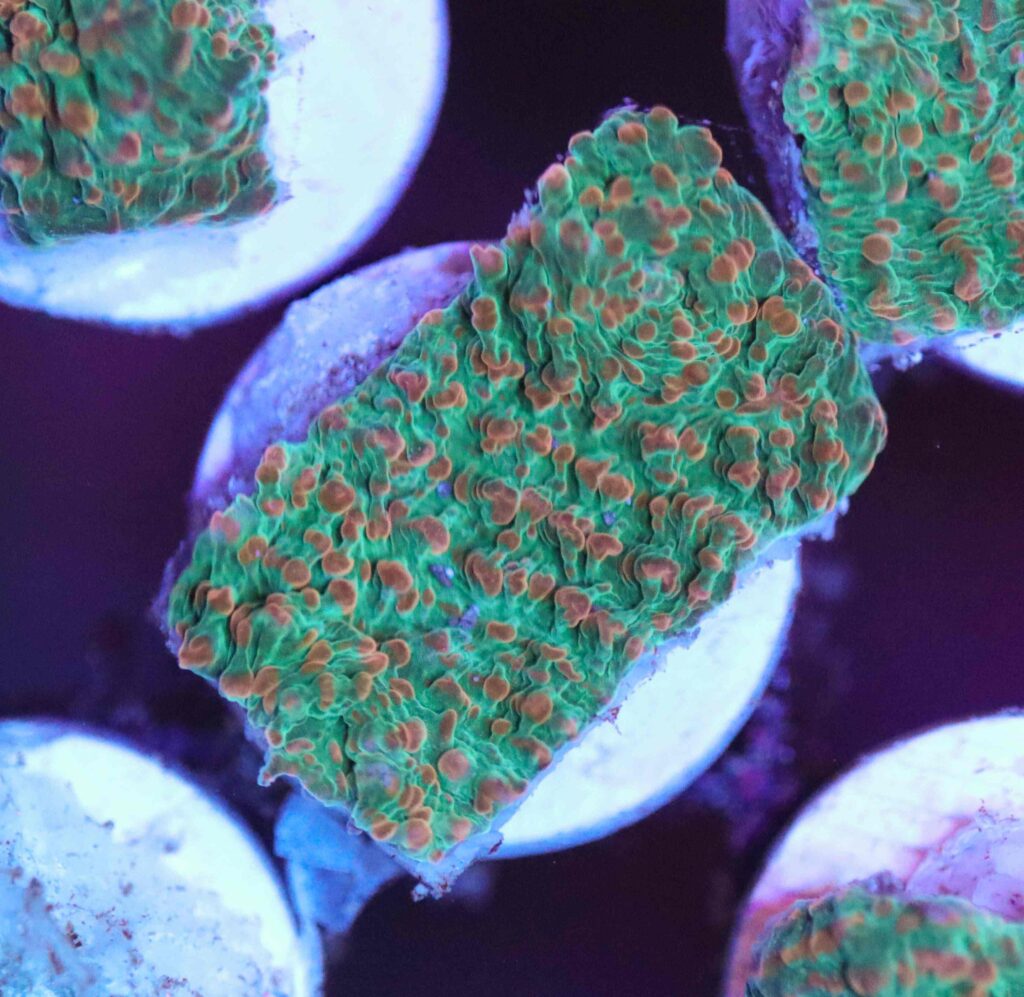 Frag Box Corals