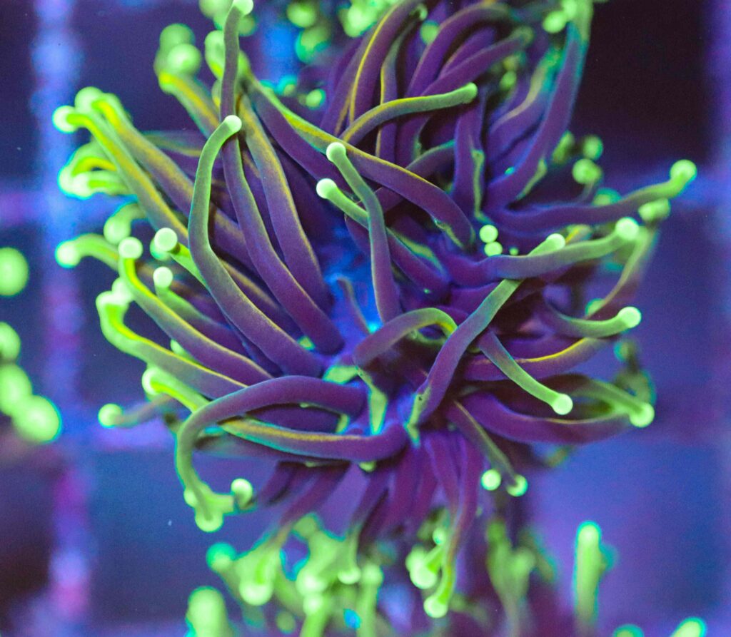 Frag Box Corals