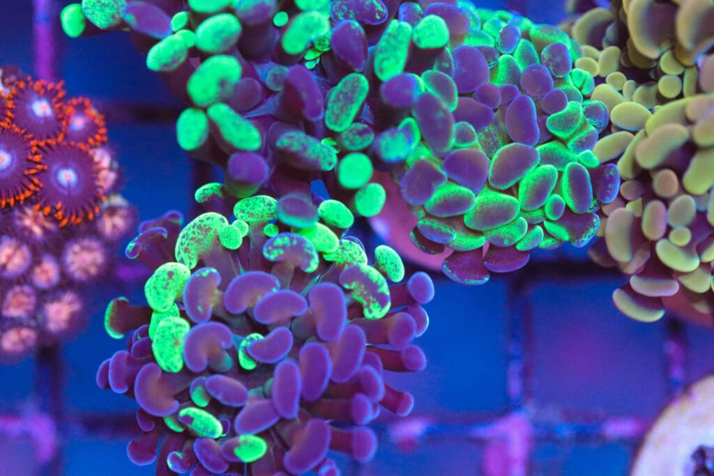 Frag Box Corals