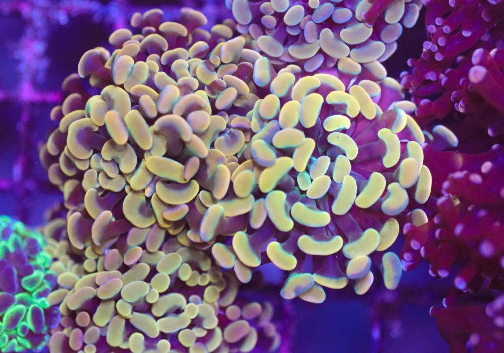 Frag Box Corals