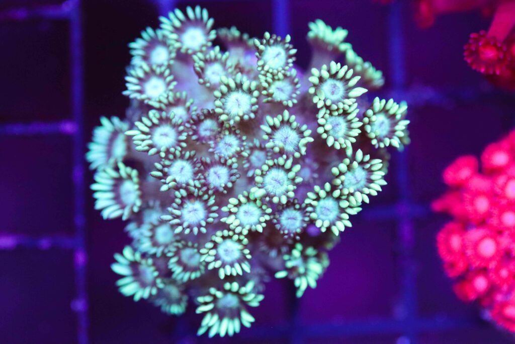 Frag Box Corals