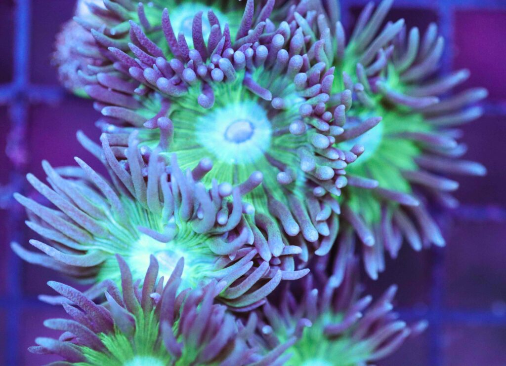 Frag Box Corals