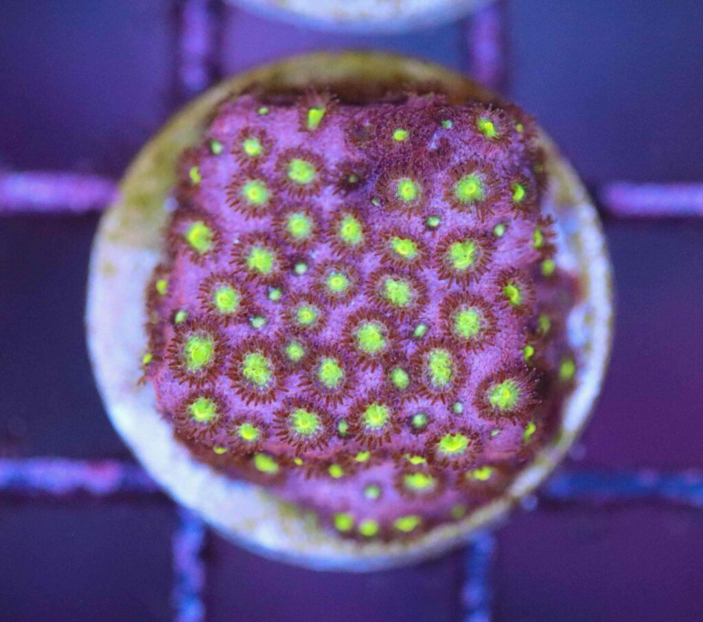 Frag Box Corals