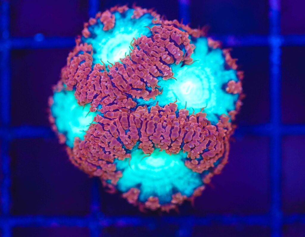 Frag Box Corals