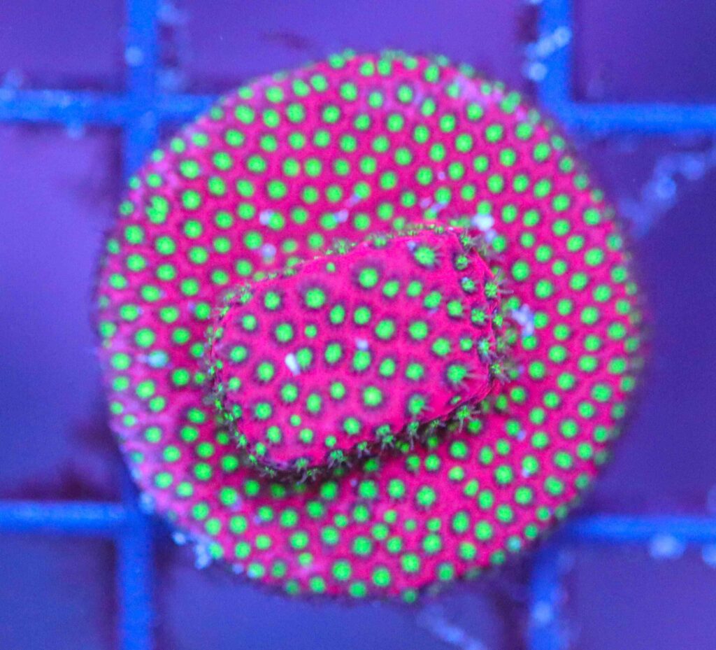 Frag Box Corals