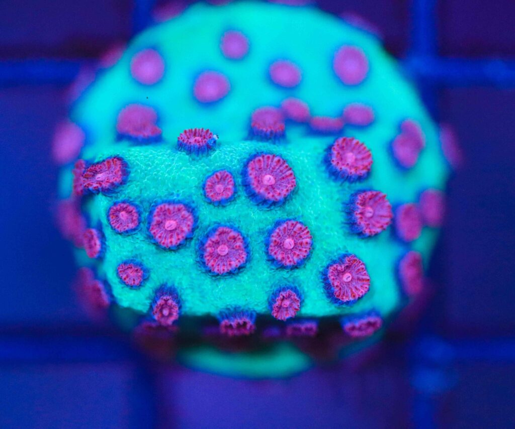Frag Box Corals