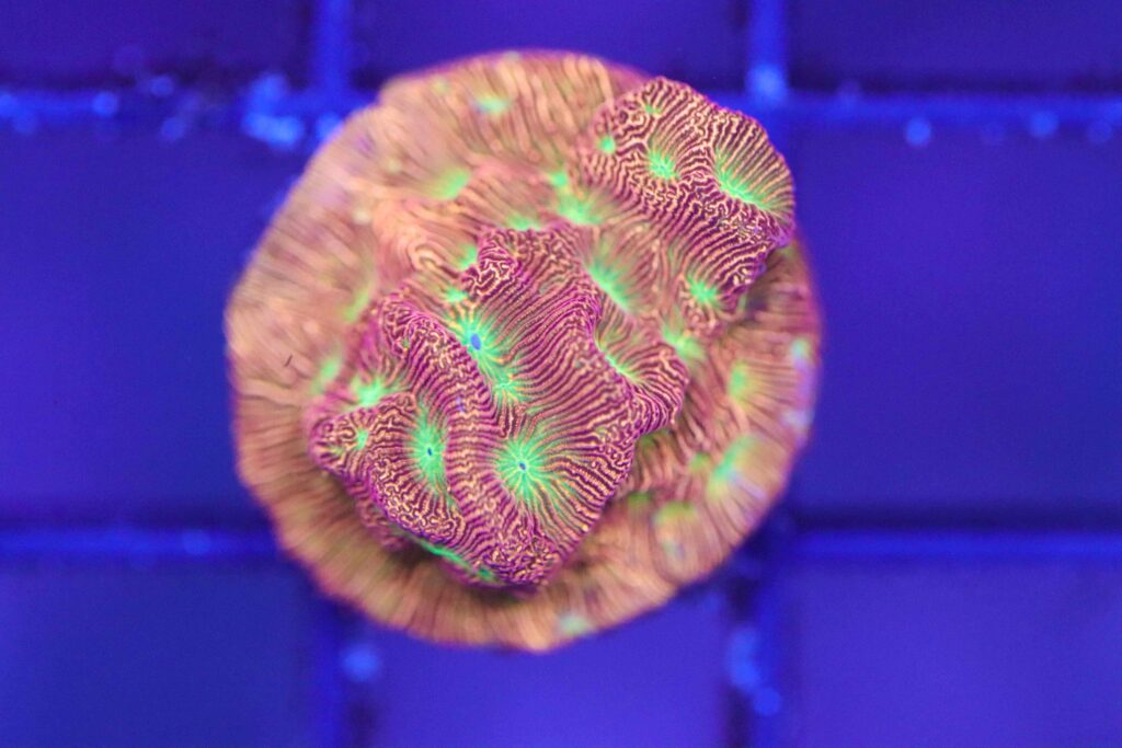 Frag Box Corals