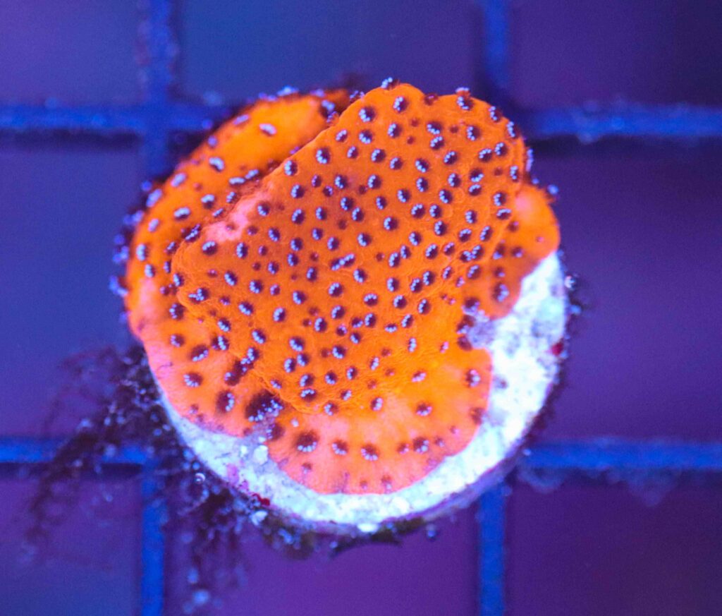 Frag Box Corals