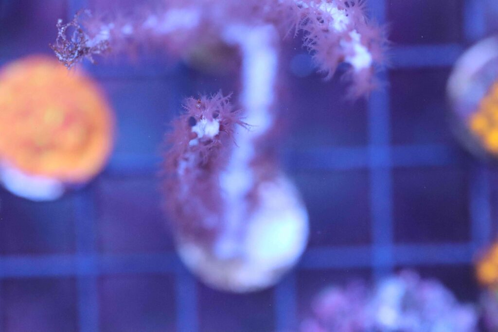 Frag Box Corals