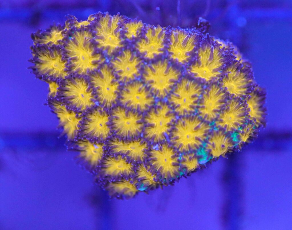 Frag Box Corals