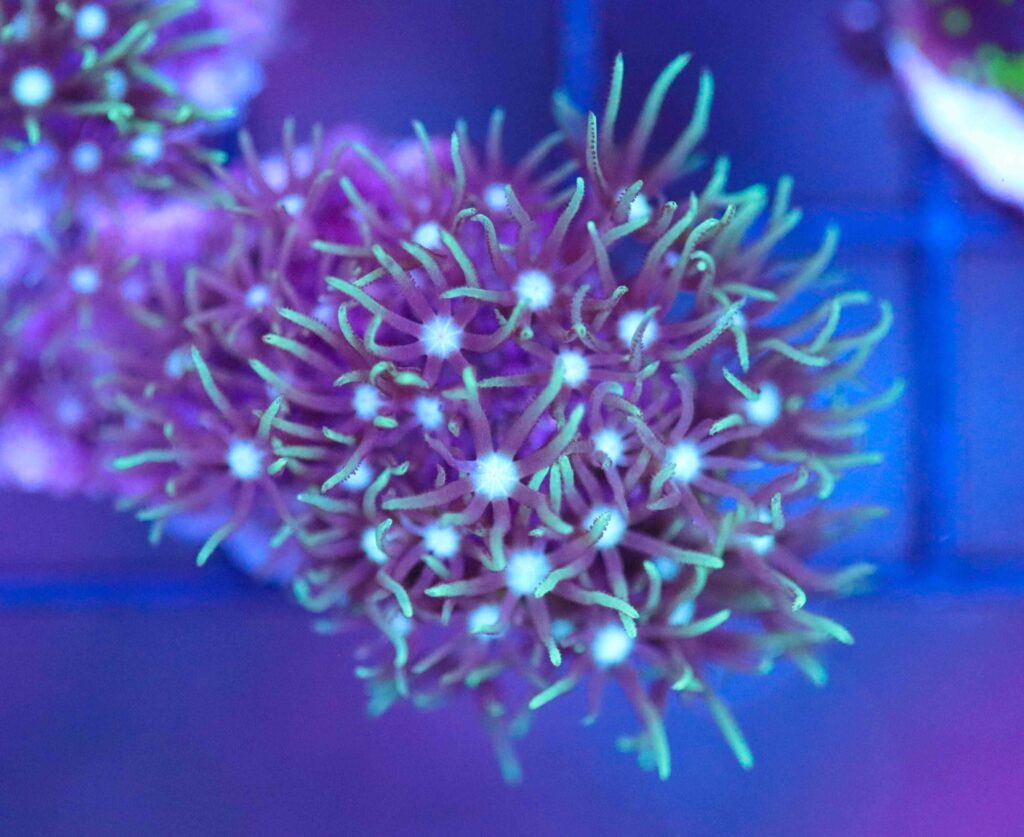 Frag Box Corals