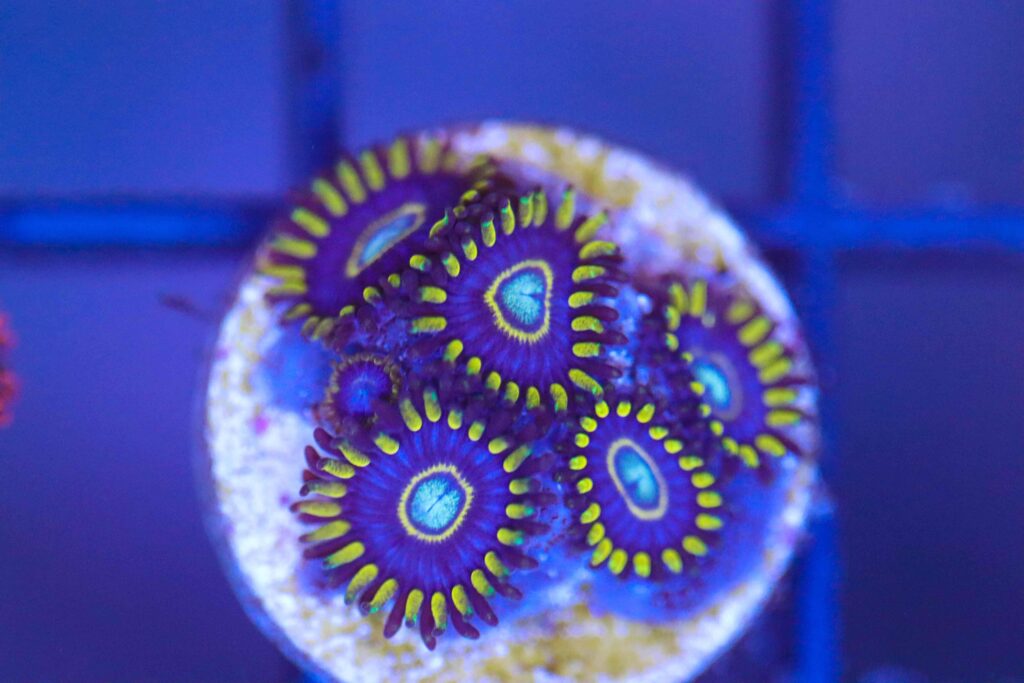 Frag Box Corals