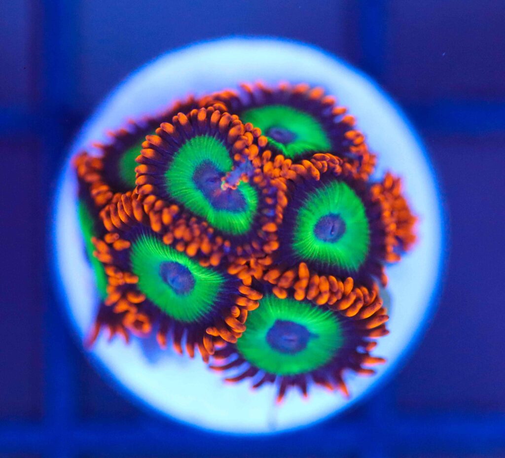 Frag Box Corals