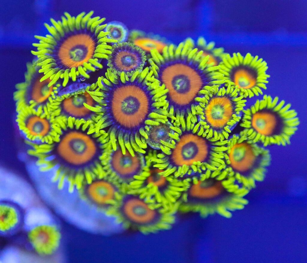 Frag Box Corals