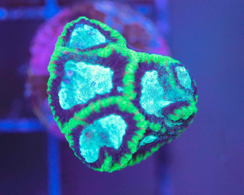 Frag Box Corals