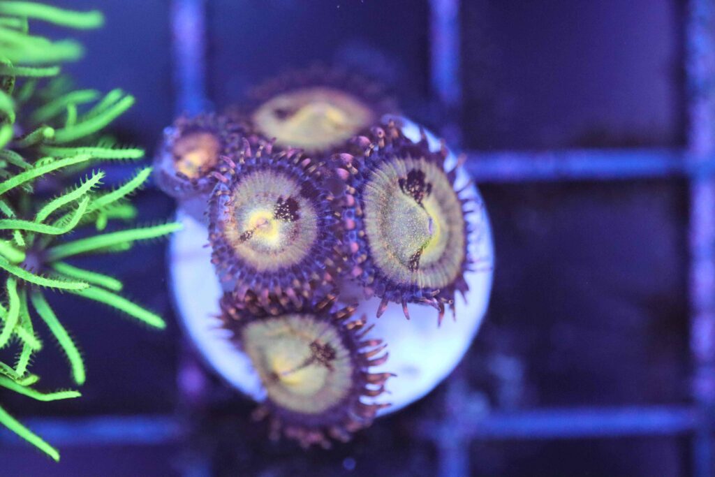 Frag Box Corals