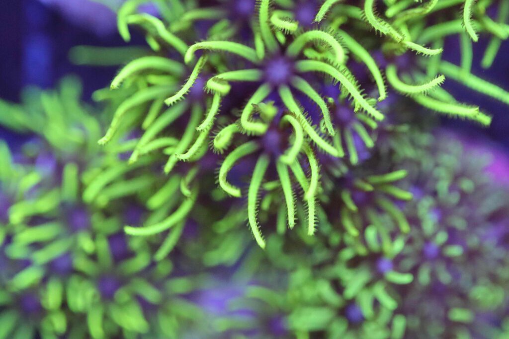 Frag Box Corals
