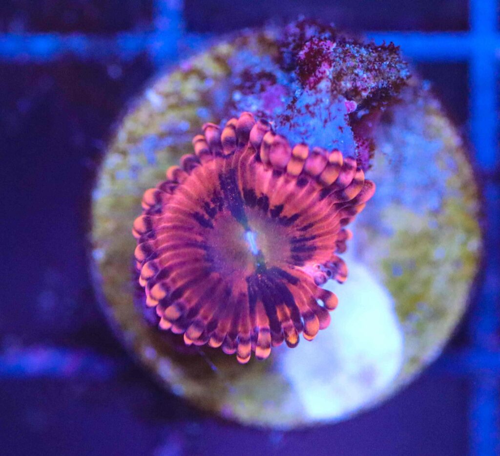 Frag Box Corals