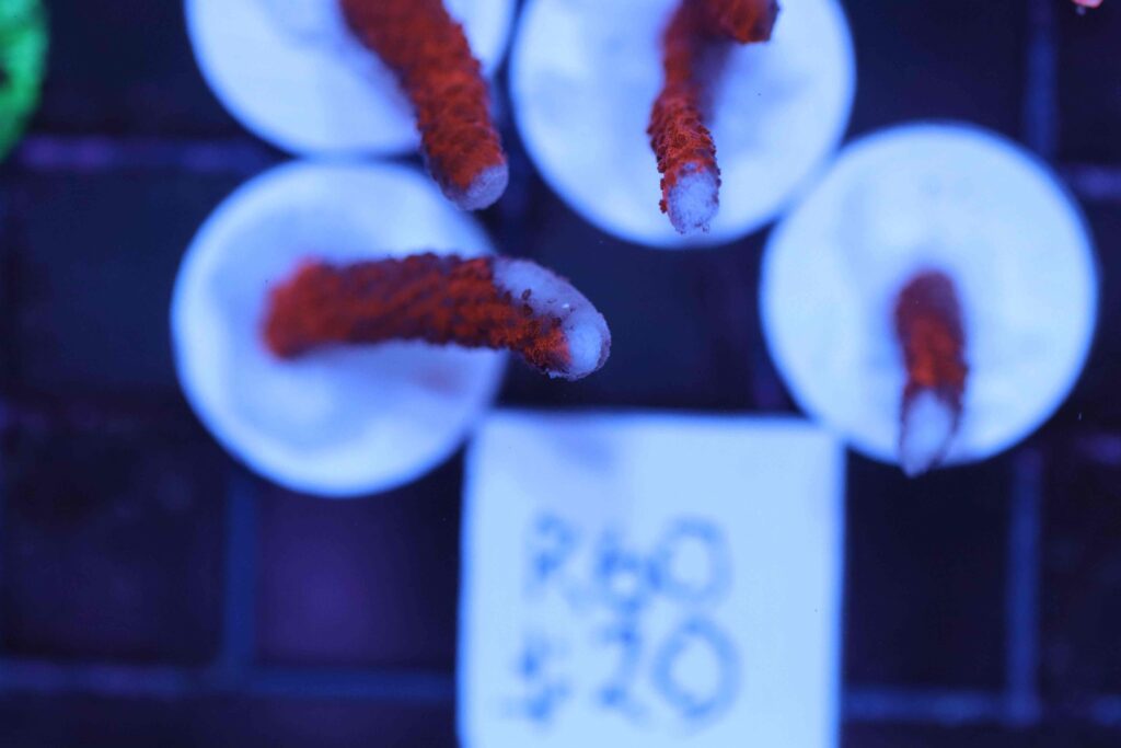 Frag Box Corals