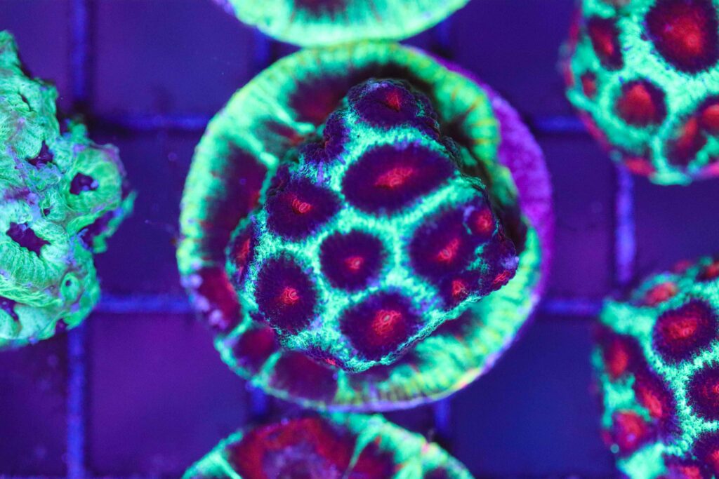 Frag Box Corals