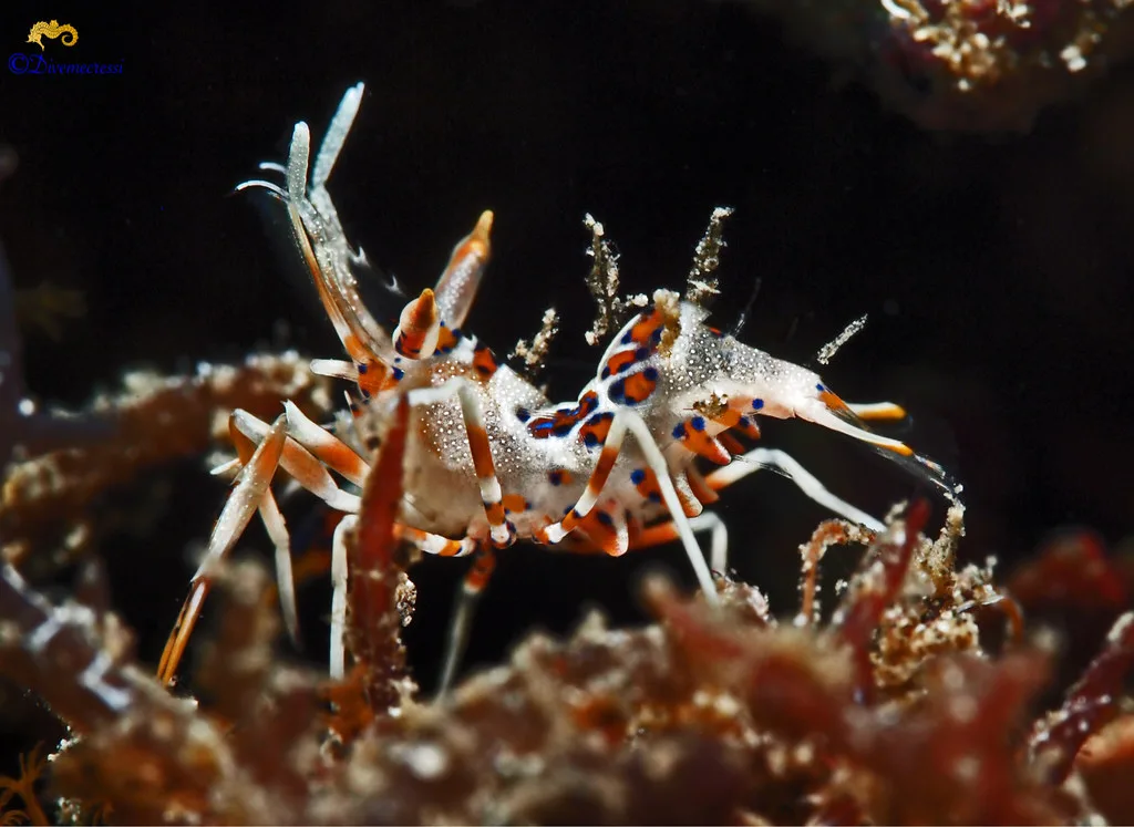 Frag Box Corals