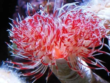 Frag Box Corals
