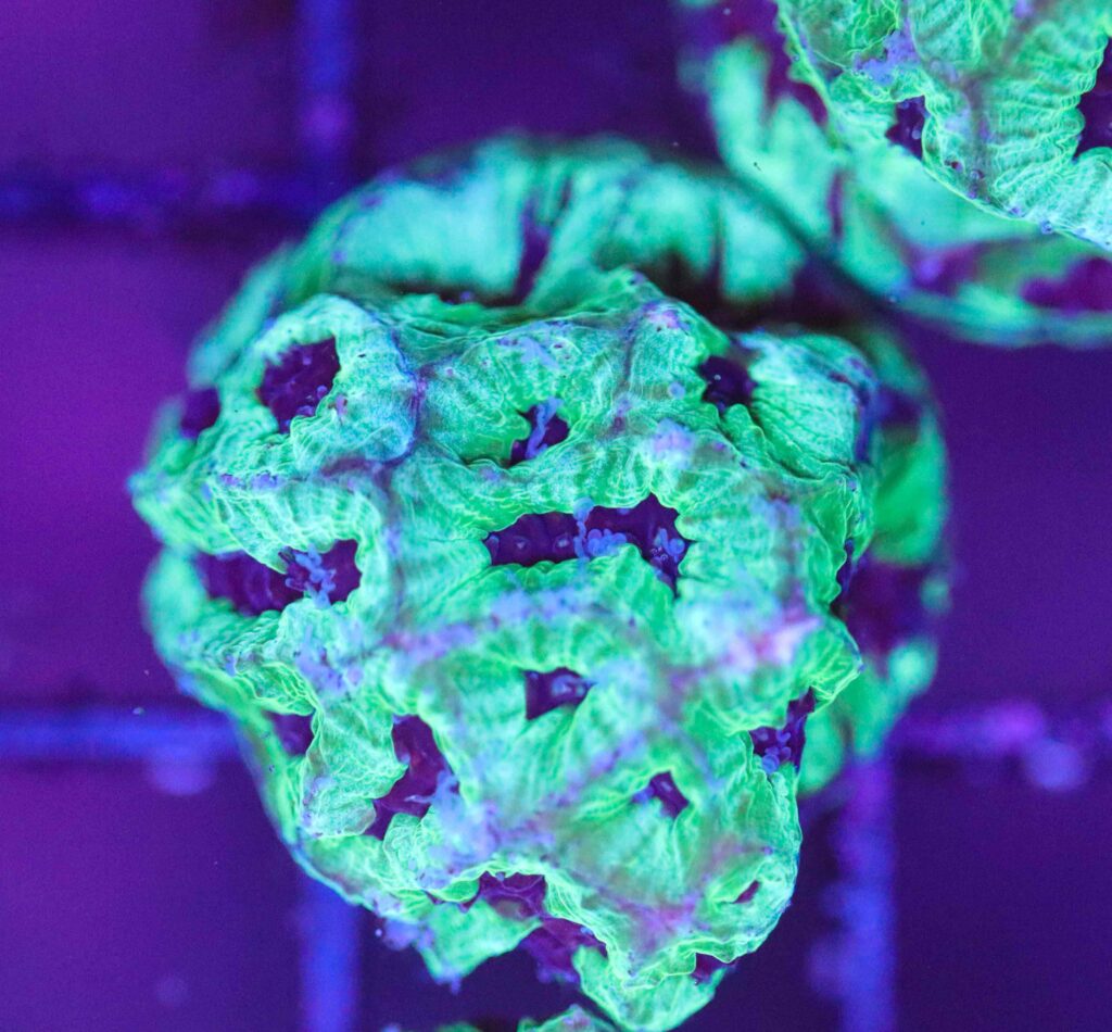 Frag Box Corals
