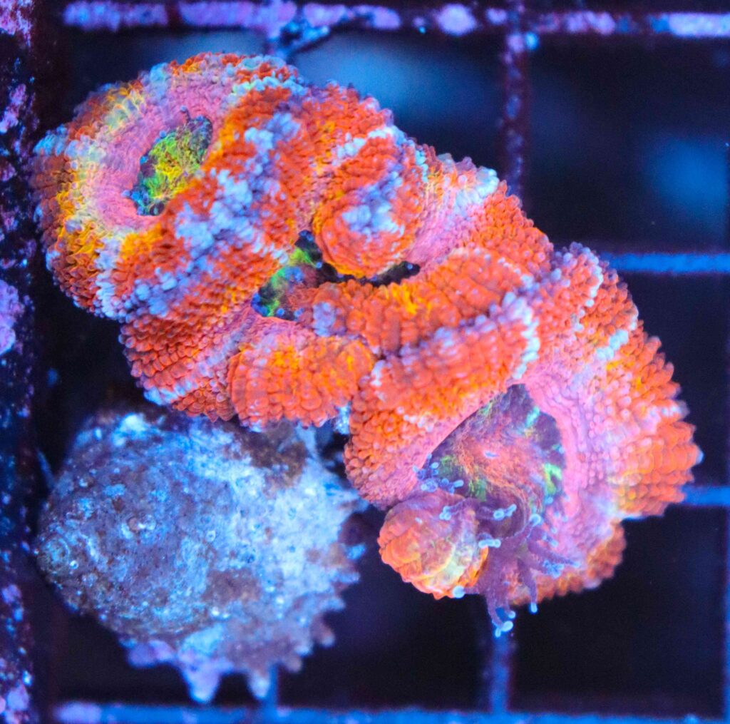 Frag Box Corals