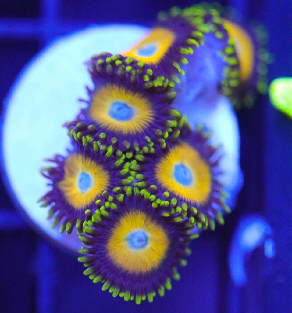 Frag Box Corals