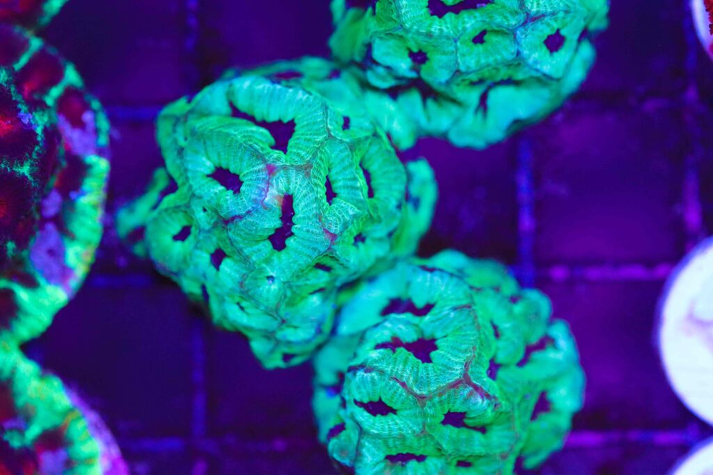 Frag Box Corals
