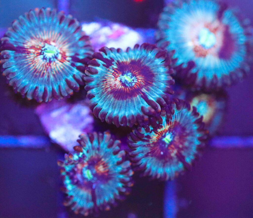 Frag Box Corals
