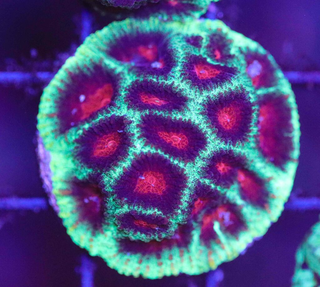 Frag Box Corals