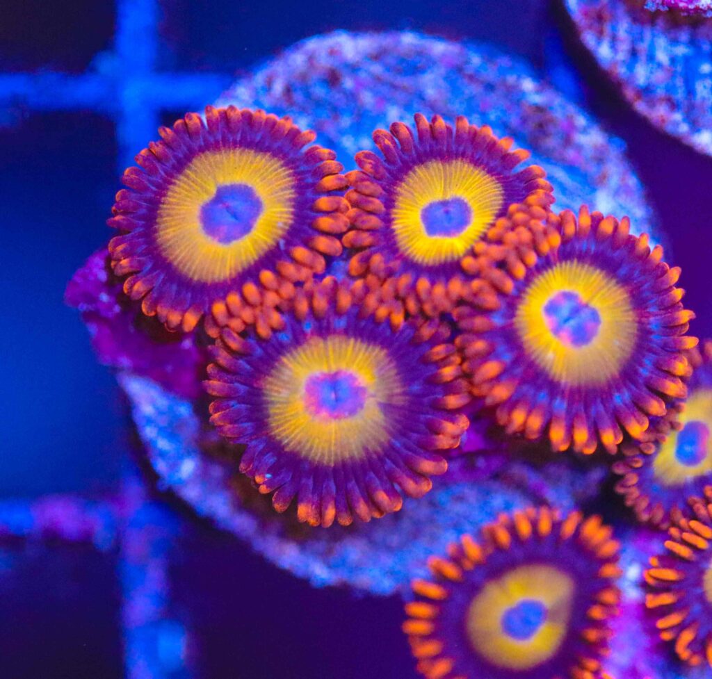 Frag Box Corals