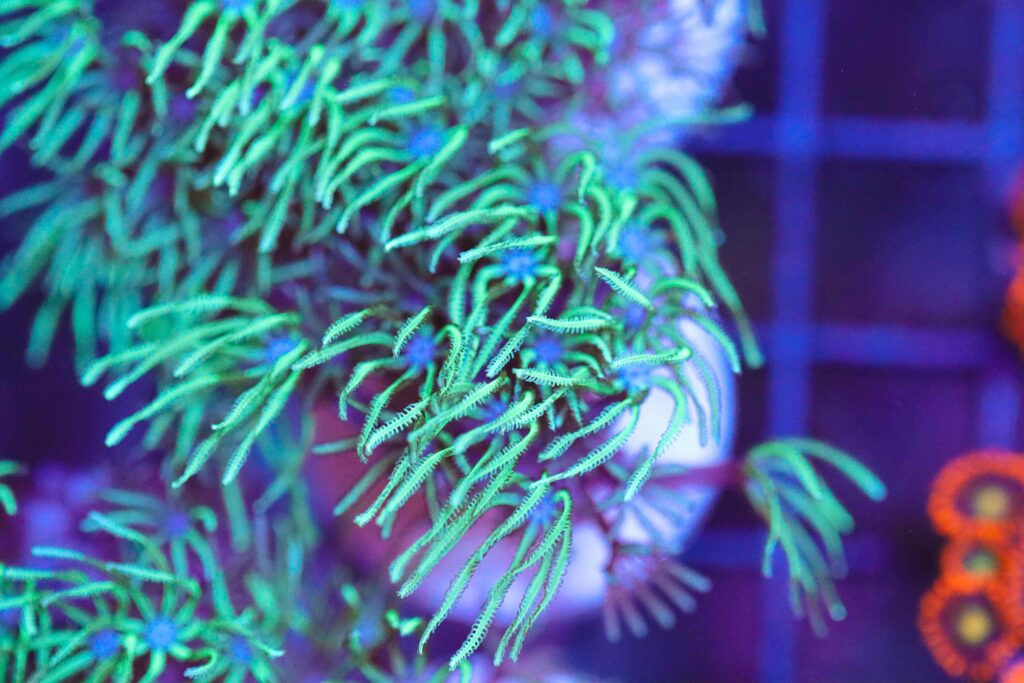 Frag Box Corals