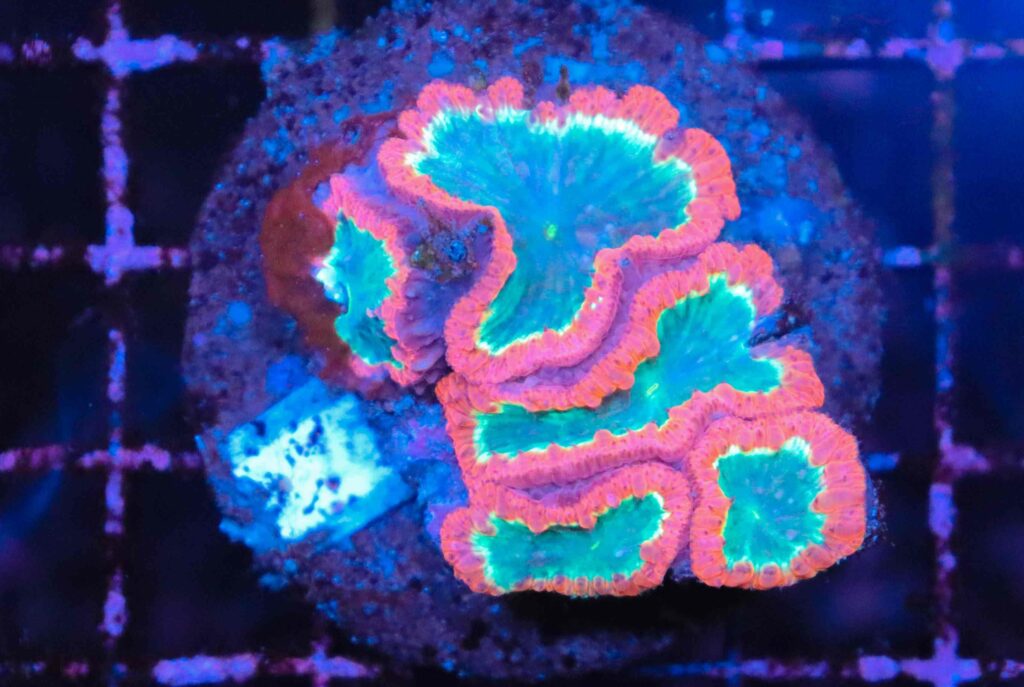 Frag Box Corals