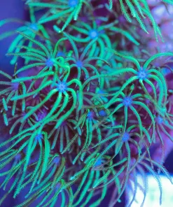 Pipe Organ Coral