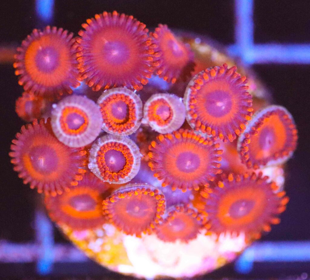 Frag Box Corals