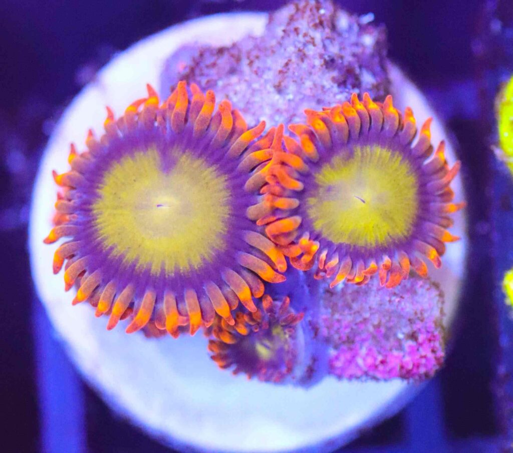 Frag Box Corals
