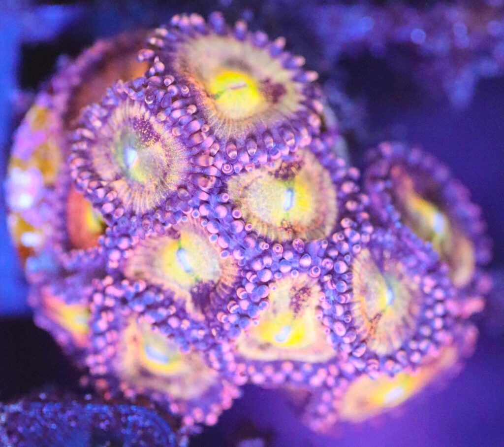 Frag Box Corals