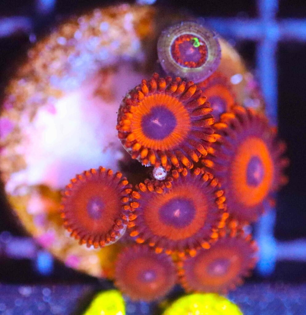 Frag Box Corals