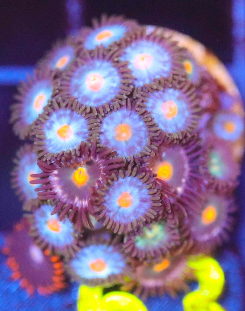 Frag Box Corals
