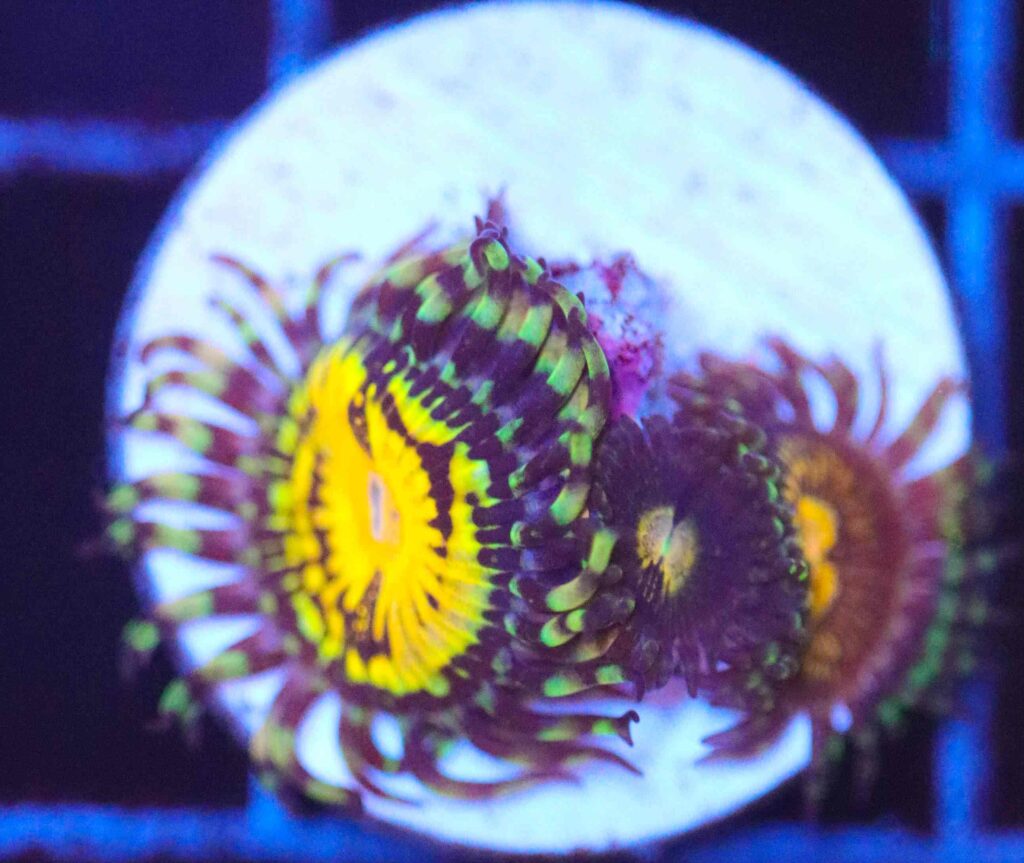 Frag Box Corals