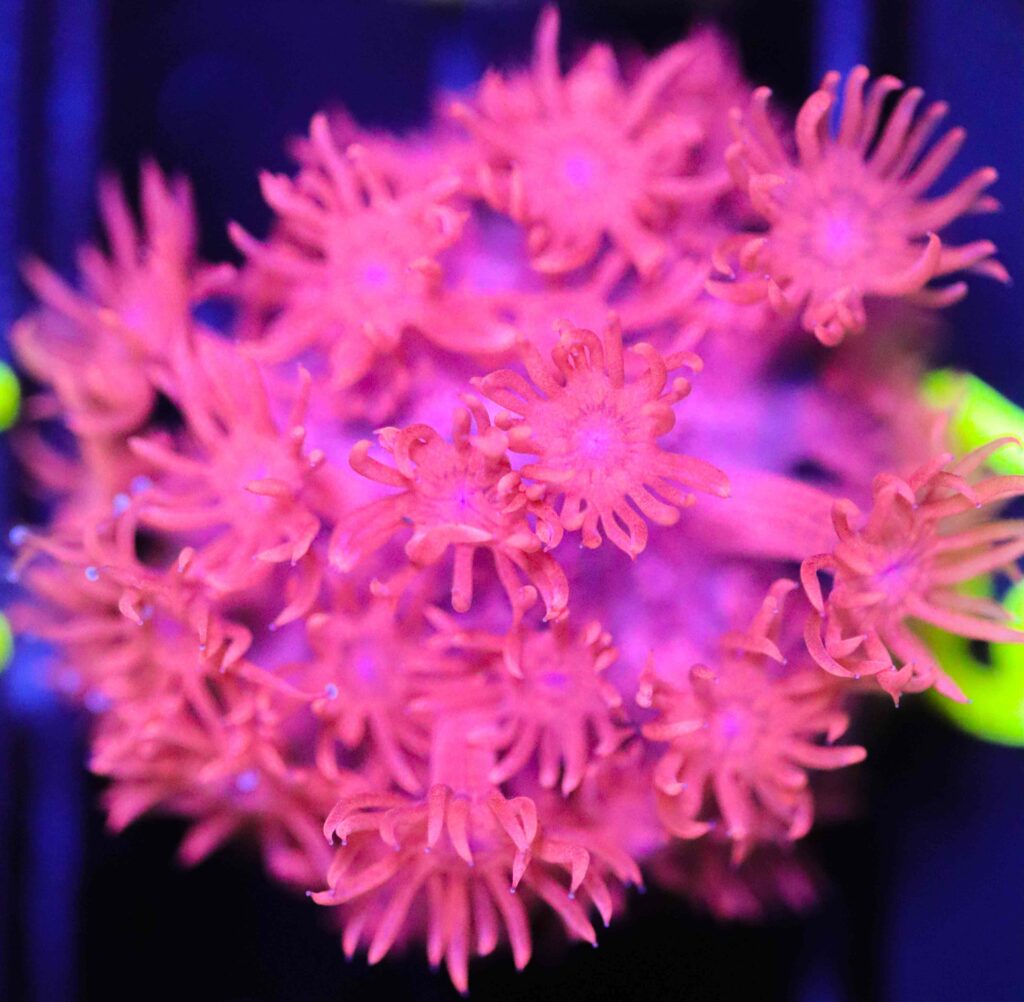 Frag Box Corals