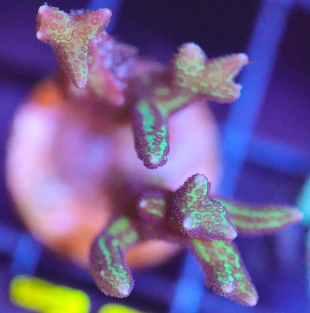 Frag Box Corals