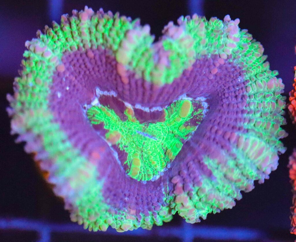Frag Box Corals