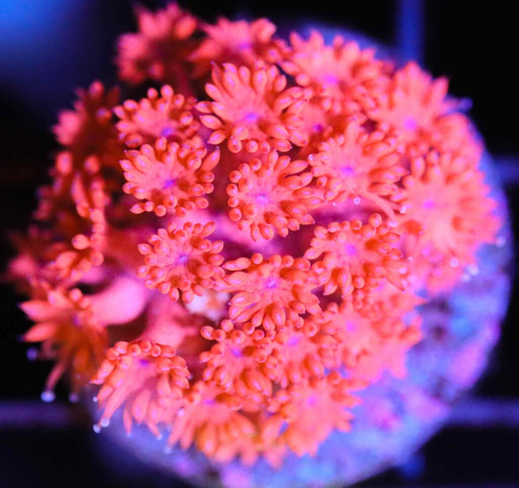 Frag Box Corals