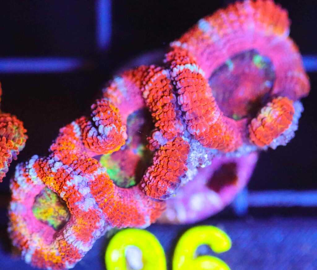Frag Box Corals