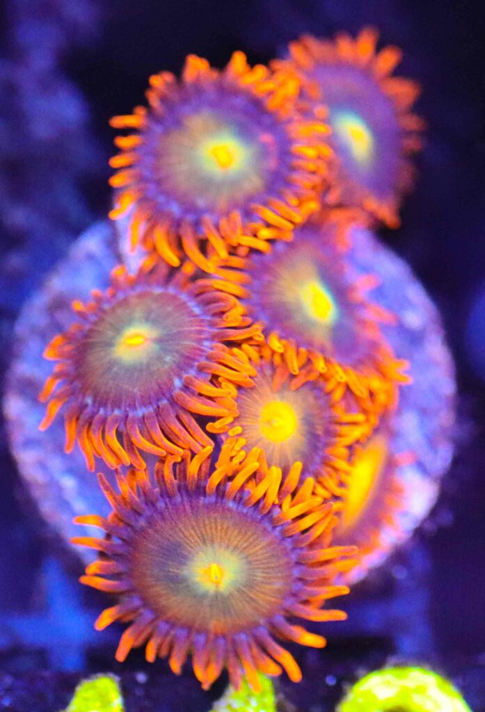 Frag Box Corals