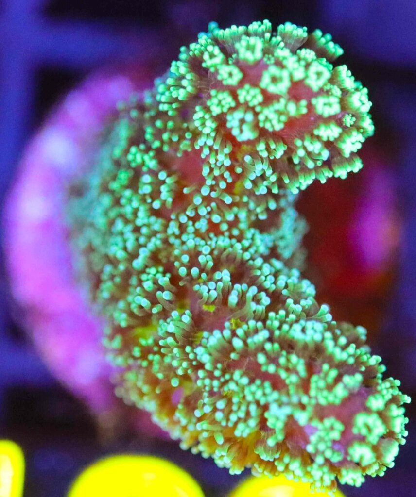 Frag Box Corals